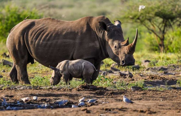 3-days-murchison-falls-safari-ziwa-rhino-tracking-tour