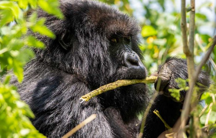 3-days-uganda-gorilla-trekking-tour