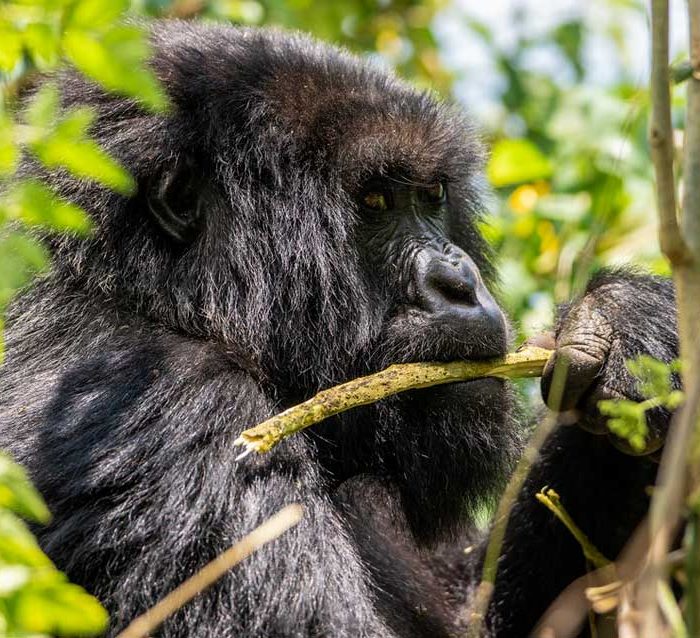 3-days-uganda-gorilla-trekking-tour