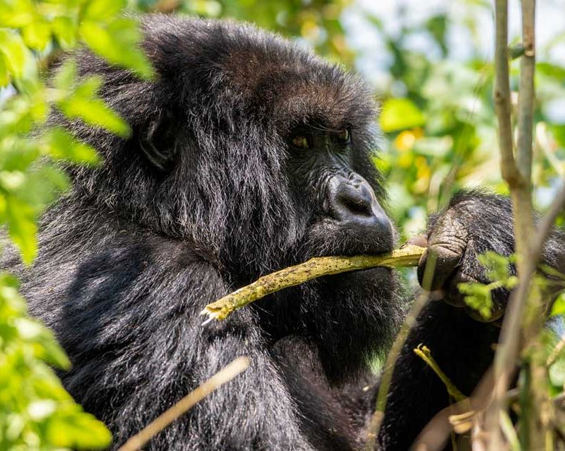 3-days-uganda-gorilla-trekking-tour