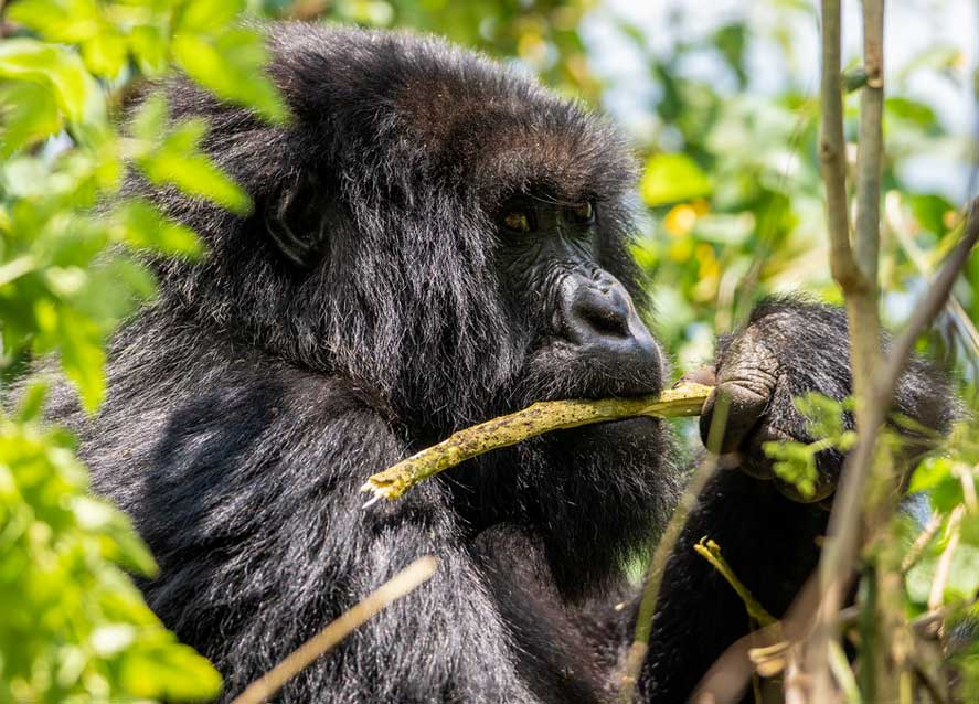 3-days-uganda-gorilla-trekking-tour
