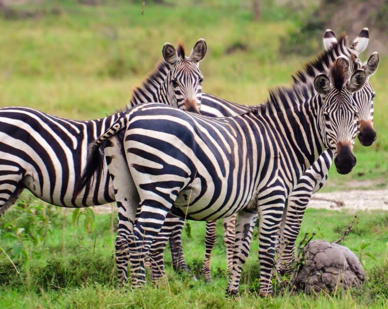 4-days-uganda-gorilla-wildlife-safari