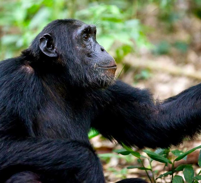 6-days-murchison-falls-chimp-trekking-and-big-game