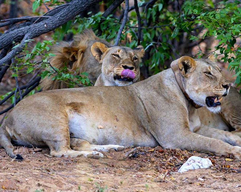 6-days-uganda-wildlife-gorilla-trekking-safari