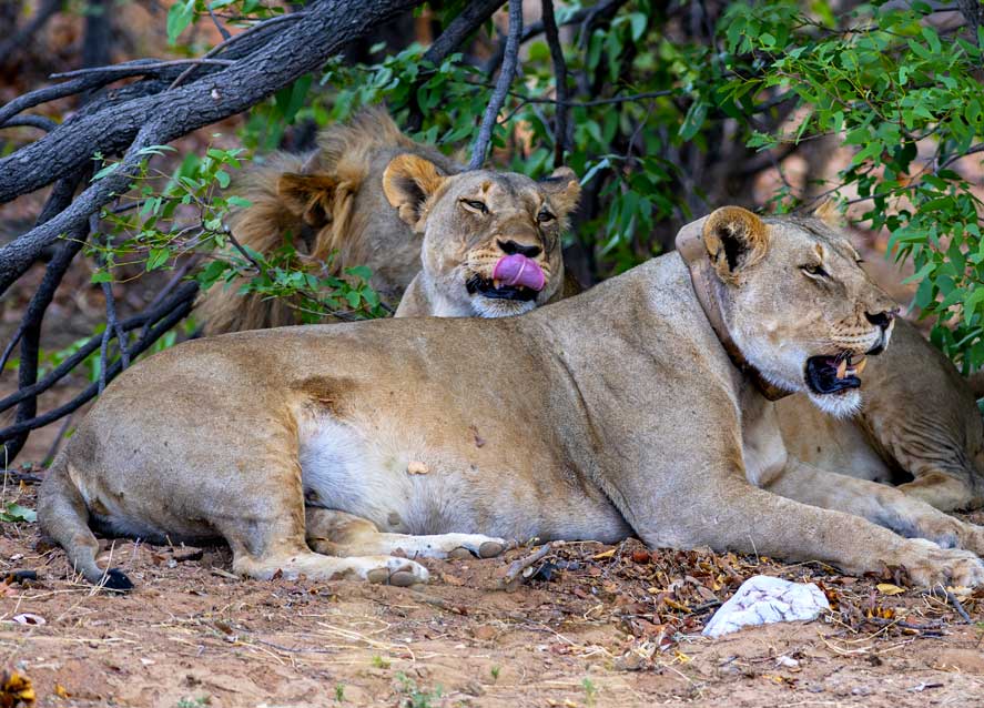 6-days-uganda-wildlife-gorilla-trekking-safari
