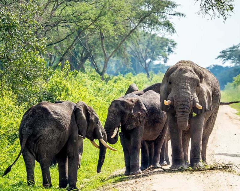 8-days-gorillas-chimpanzees-wildlife-uganda-safari